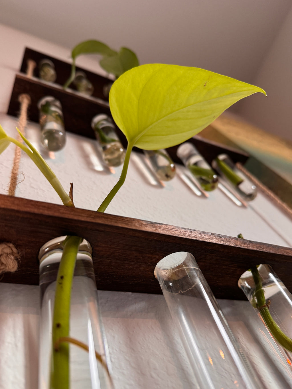 HAPPILEAF BABY POTHOS LEAF AND ROOT