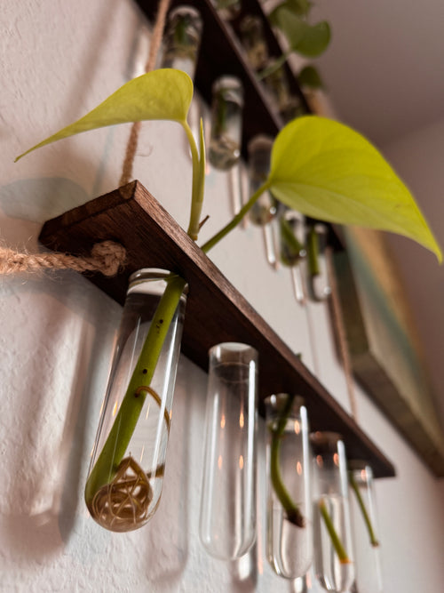HAPPILEAF BABY POTHOS LEAF AND ROOT