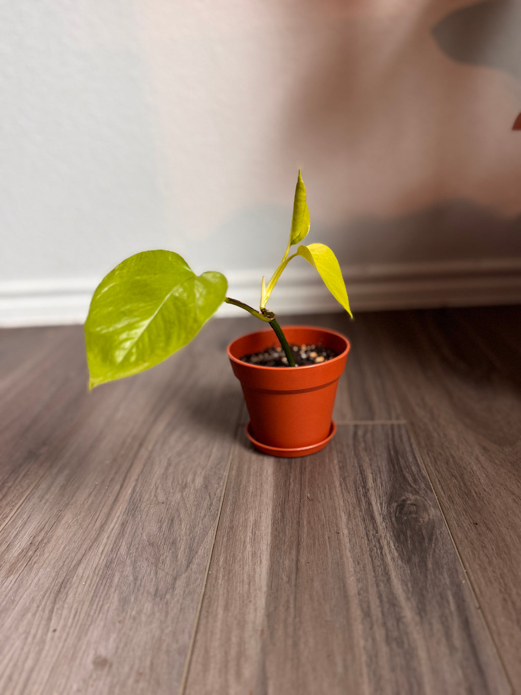 HAPPILEAF BABY POTHOS PLANT AND POT