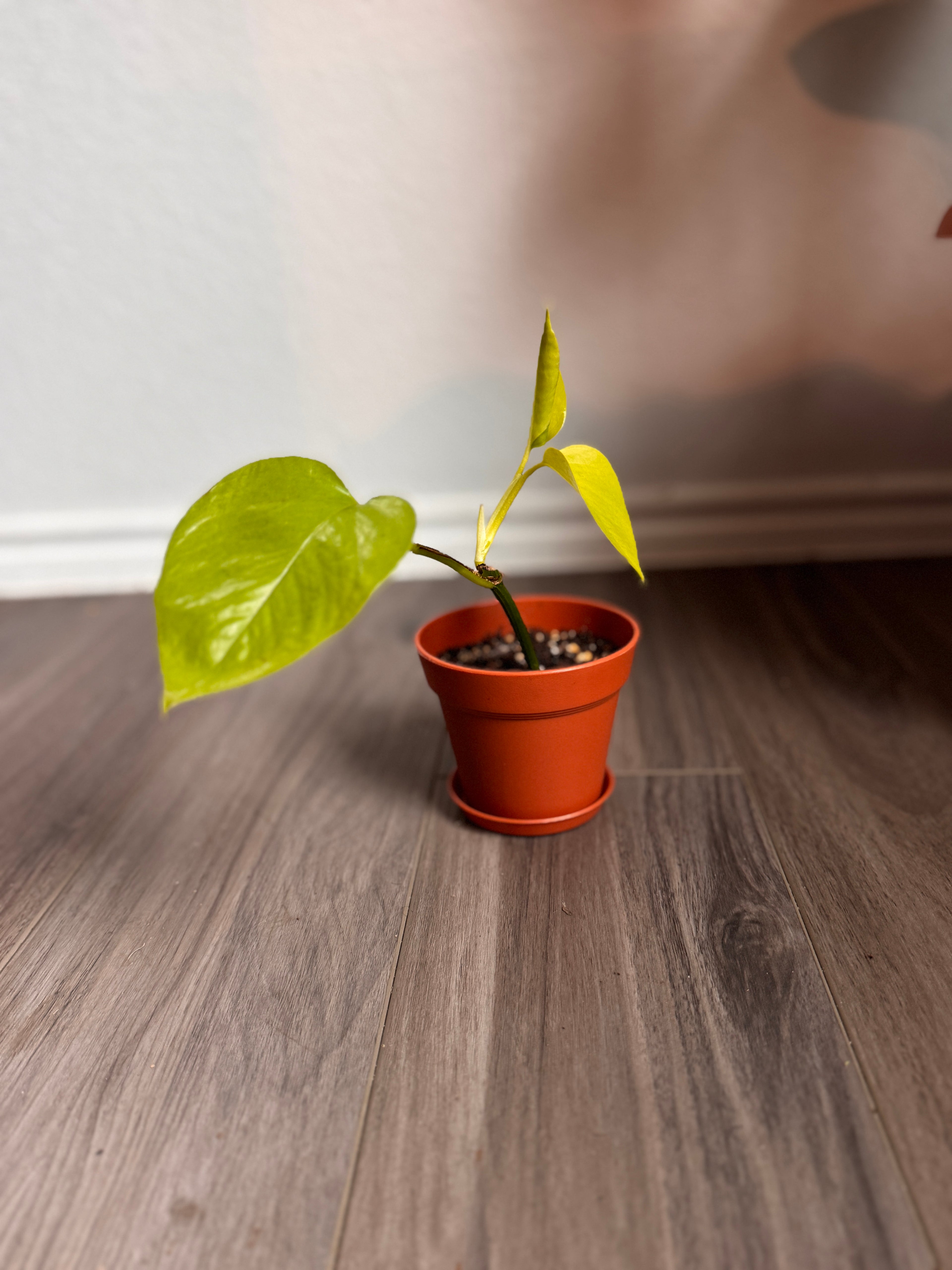 HAPPILEAF BABY POTHOS PLANT AND POT