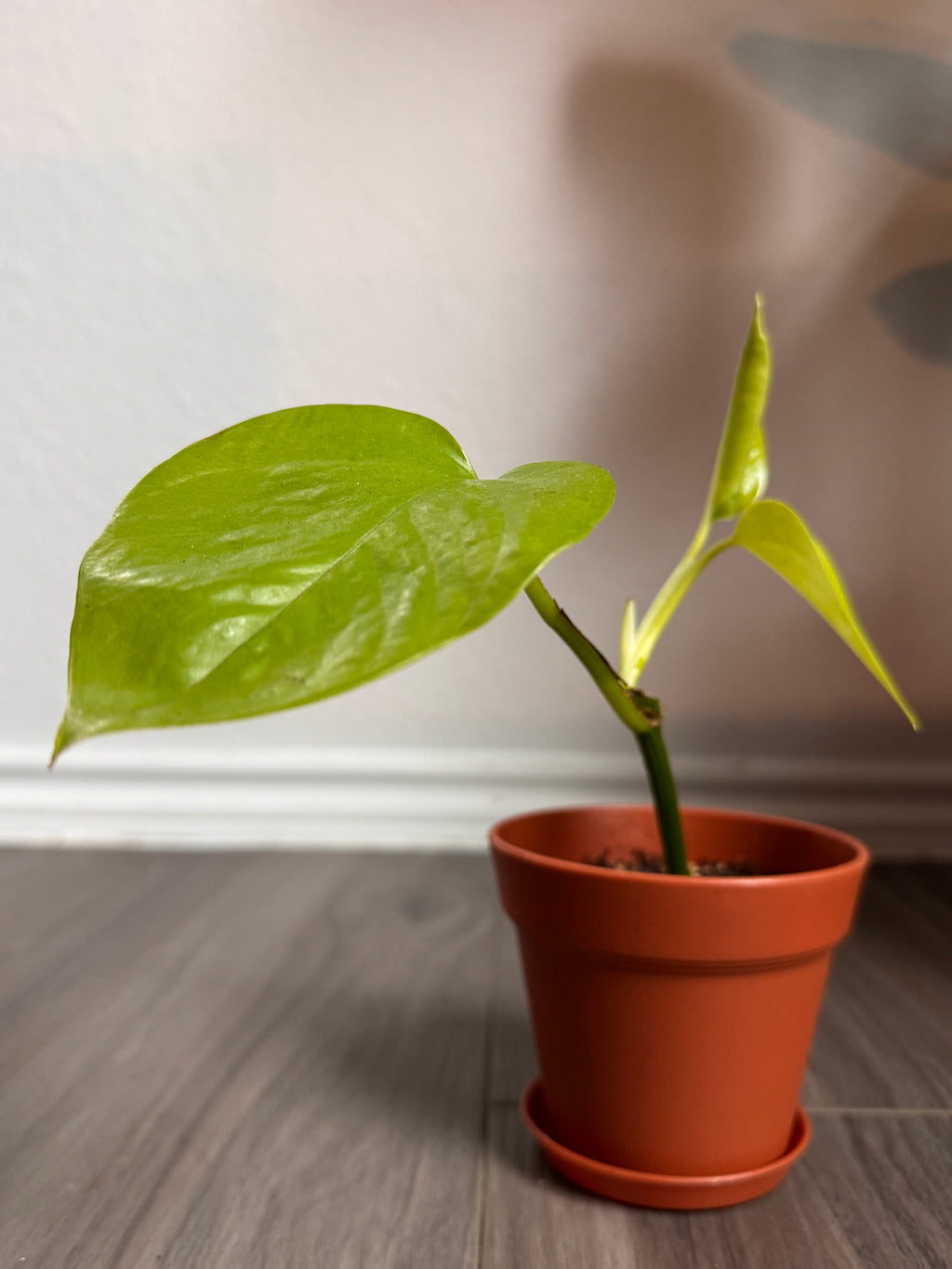 HAPPILEAF BABY POTHOS PLANT AND POT