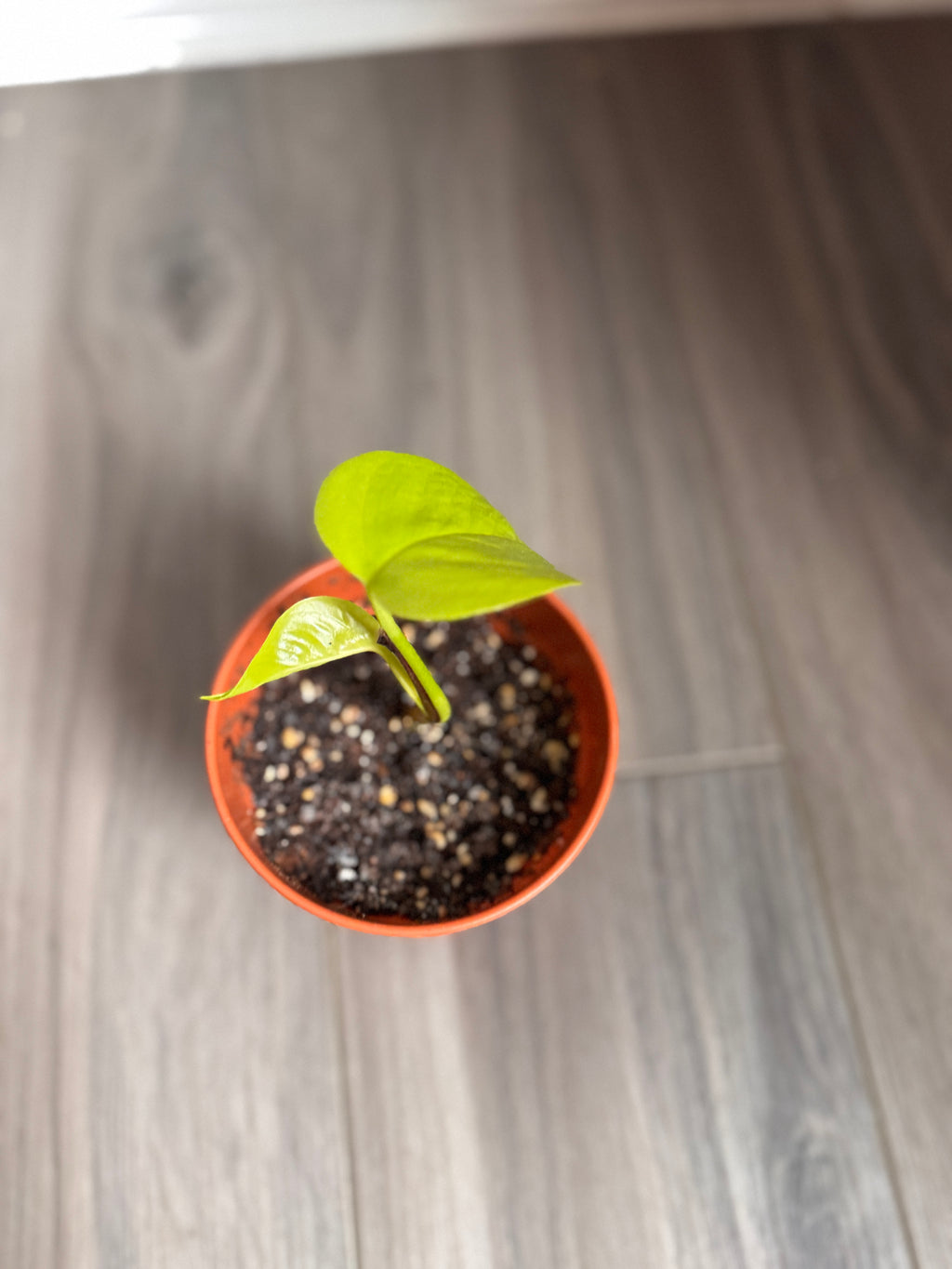 HAPPILEAF BABY POTHOS PLANT AND POT