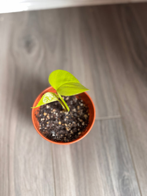 HAPPILEAF BABY POTHOS PLANT AND POT