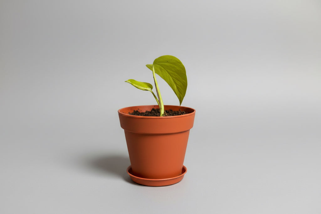 HAPPILEAF BABY POTHOS PLANT AND POT