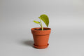 HAPPILEAF BABY POTHOS PLANT AND POT
