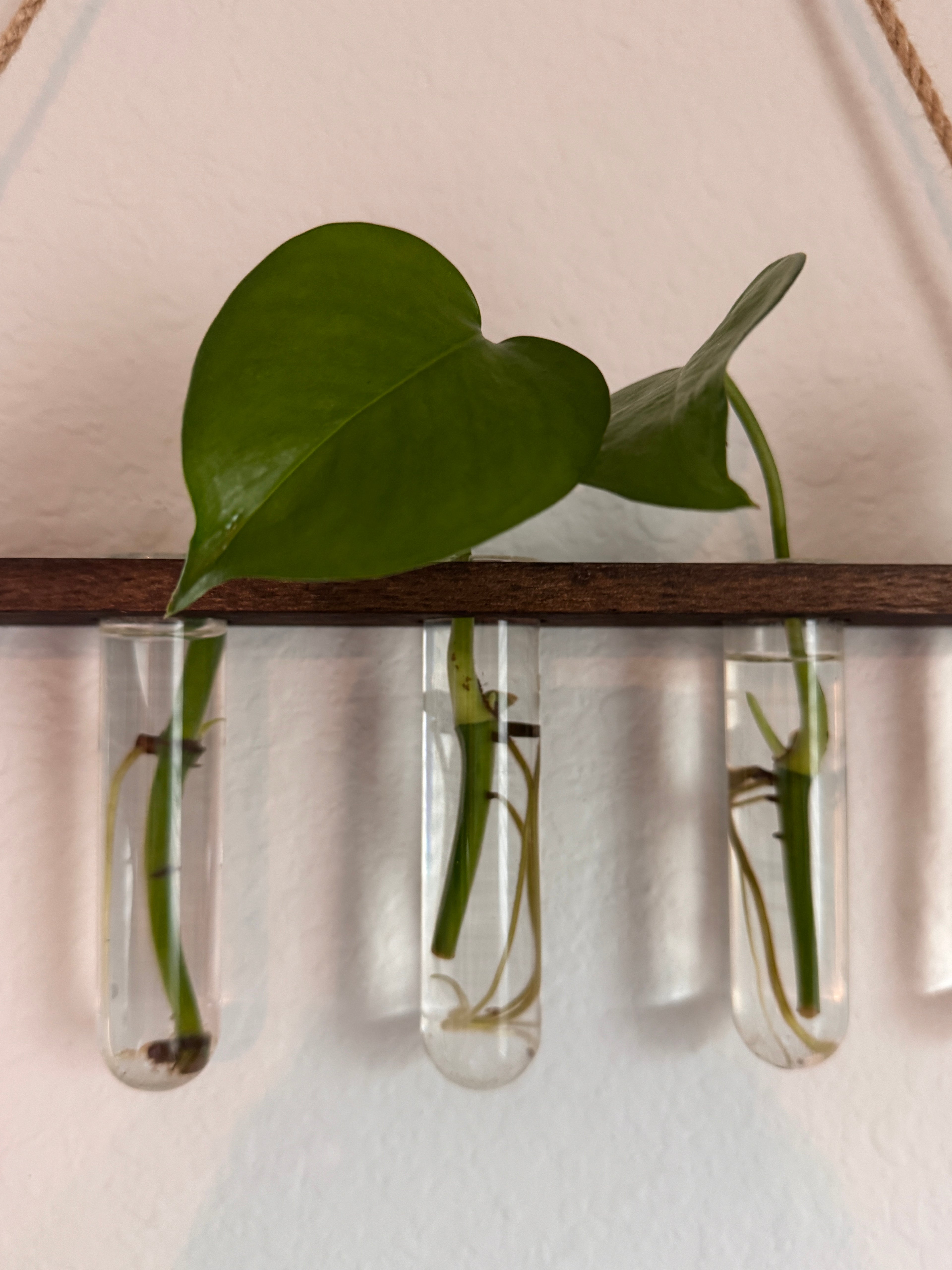 HAPPILEAF BABY POTHOS LEAF AND ROOT